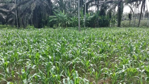 Corn plants in the afternoon Stock Footage 330984533