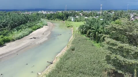 Corn plants in the afternoon Stock Footage 330984534