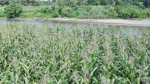 Corn plants in the afternoon Stock-Footage 330984541