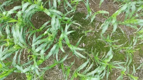 Corn plants in the afternoon Video stock 330984571