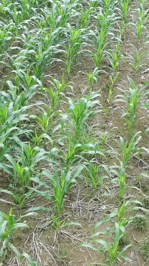 Corn plants in the afternoon Stock Footage 330984831