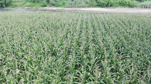 Corn plants in the afternoon Stock Footage 330985012
