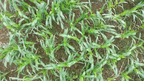 Corn plants in the afternoon Stock Footage 330985068