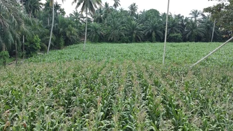 Corn plants in the afternoon Stock Footage 330985070