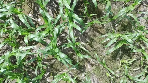 Corn plants in the afternoon Video stock 330985114