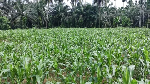 Corn plants in the afternoon Stock Footage 330985536