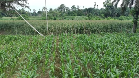 Corn plants in the afternoon Stock Footage 330985594