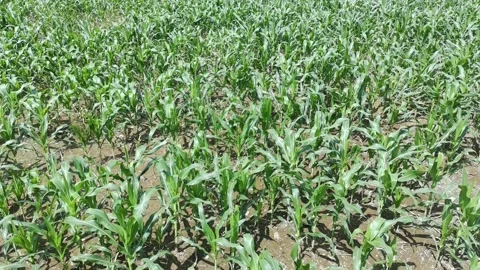 Corn plants in the afternoon Stock Footage 330985618