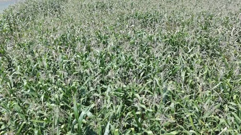 Corn plants in the afternoon Stock Footage 330985690