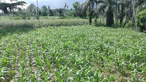 Corn plants in the afternoon Video stock 330986071