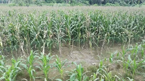 Corn plants in the afternoon Stock Footage 330986093