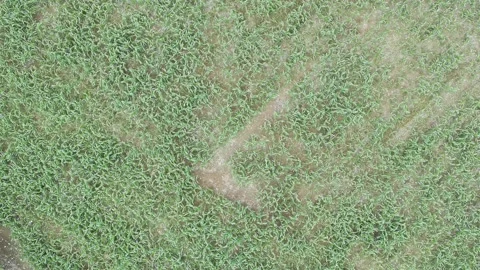 Corn plants in the afternoon Stock-Footage 330986096