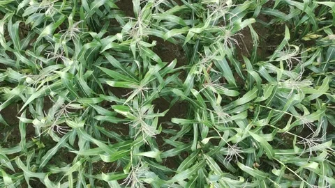 Corn plants in the afternoon Video stock 330986102