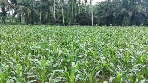 Corn plants in the afternoon Stock Footage 330986484