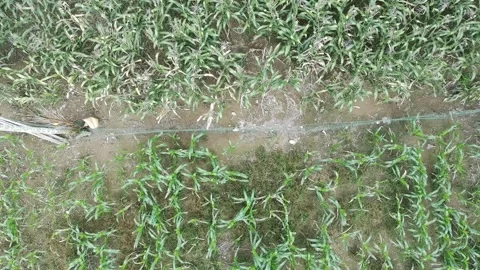 Corn plants in the afternoon Stock Footage 330986662