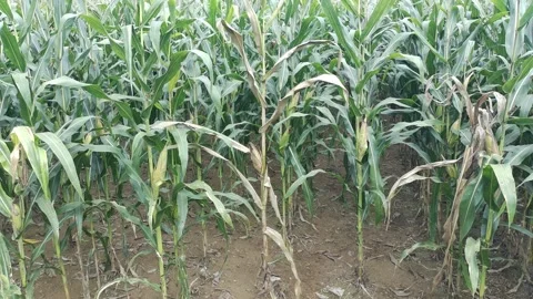 Corn plants in the afternoon Stock Footage 330986667