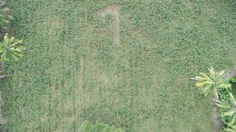 Corn plants in the afternoon Stock Footage 330986677