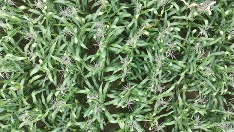 Corn plants in the afternoon Stock-Footage 330986920