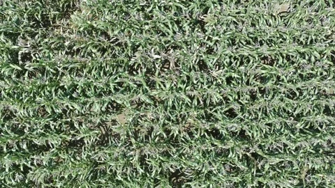 Corn plants in the afternoon Stock Footage 330987029