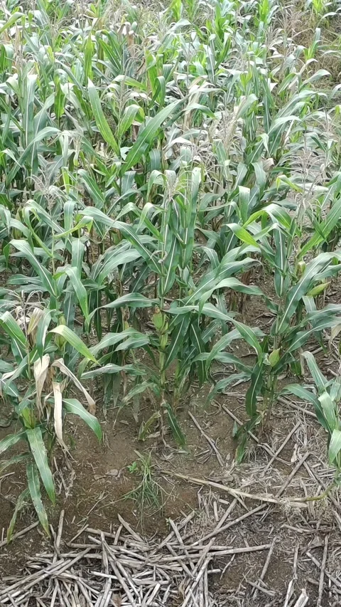 Corn plants in the afternoon Stock Footage 330987739