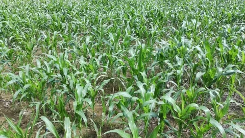 Corn plants in the afternoon Stock-Footage 330987740