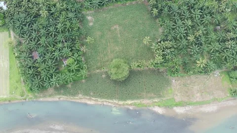 Corn plants in the afternoon Stock Footage 330987806