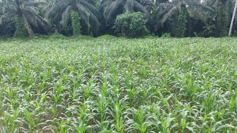 Corn plants in the afternoon Stock Footage 330987807