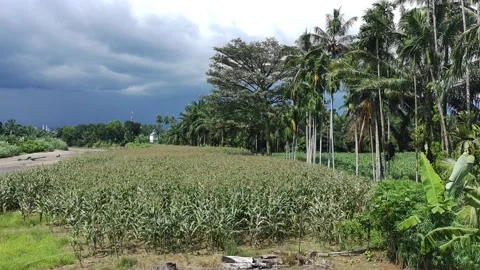 Corn plants in the afternoon Stock Footage 330987890