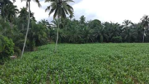 Corn plants in the afternoon Stock Footage 330987914