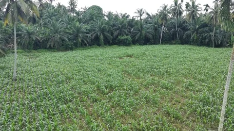 Corn plants in the afternoon Stock Footage 330988151
