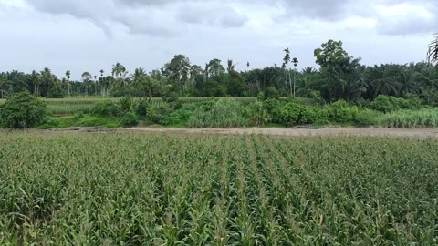 Corn plants in the afternoon Stock Footage 330988169