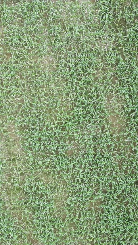 Corn plants in the afternoon Stock Footage 330988191