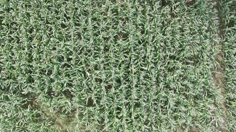 Corn plants in the afternoon Stock Footage 330988292