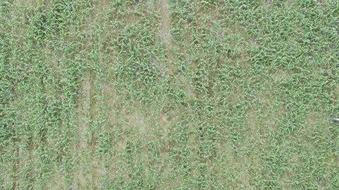 Corn plants in the afternoon Stock-Footage 330988321