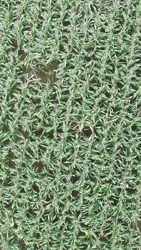 Corn plants in the afternoon Stock Footage 330988357