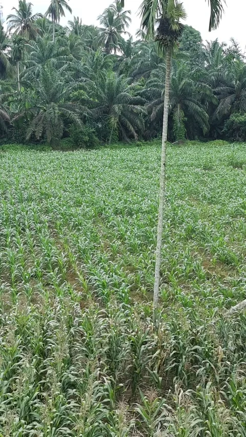 Corn plants in the afternoon Stock-Footage 330988655