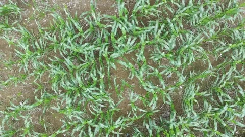 Corn plants in the afternoon Stock Footage 330988657