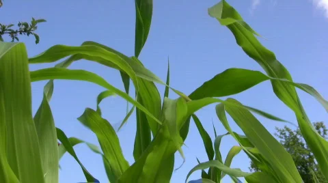 Corn plants against the sky Stock Footage 449345
