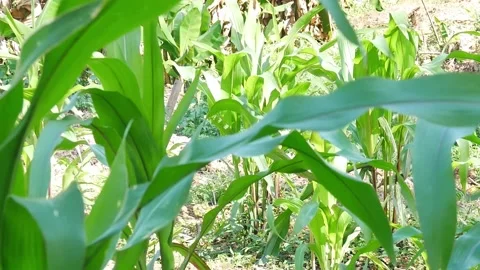 Corn plants agriculture concept. Stock Footage 228019477