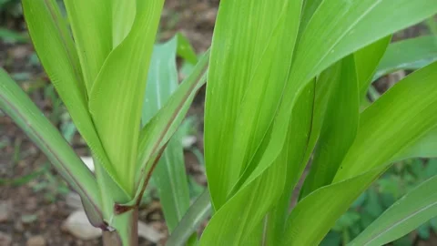 Corn plants agriculture concept. Stock Footage 228019922