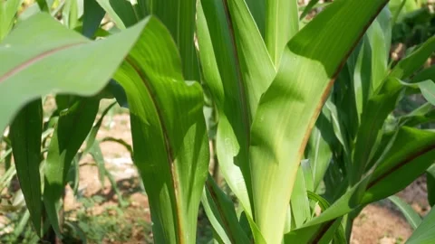 Corn plants agriculture concept. Stock Footage 228020075