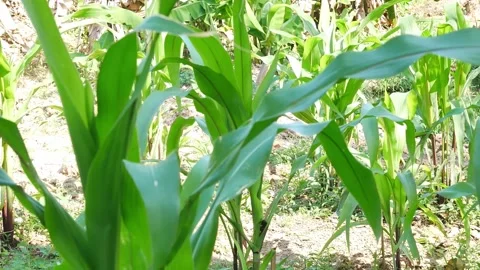 Corn plants agriculture concept. Stock Footage 228020143