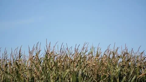 Corn plants and blue sky Stock Footage 8837864