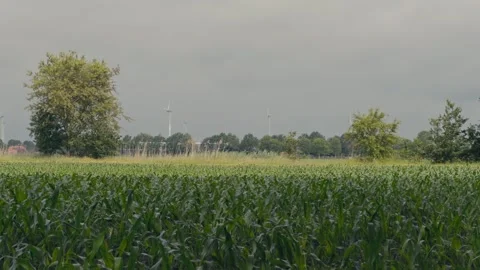 Corn Plants and Wind Turbines Under Dramatic Sky Showcasing Agriculture and Stock Footage 337558943