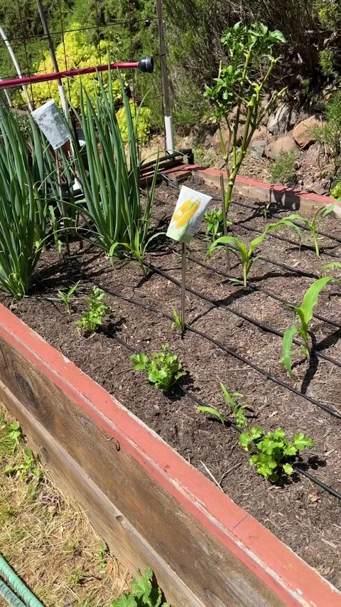 Corn Plants and Young Seedlings in Raised Garden Stock Footage 313961229
