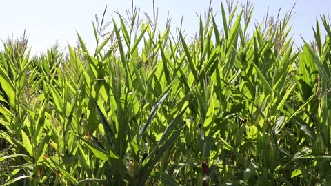 Corn plants with back light Stock Footage 283168946