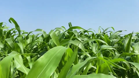 Corn Plants Blowing in the Wind on a Sunny Day in a Green Agricultural Field Stock Footage 341486152