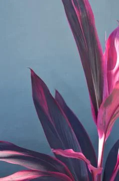 Corn Plant's bright leaf with red stripe (Dracaena fragrans) Photos