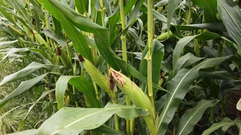 Corn plants with cobs, vertical tilt bottom to top Stock Footage 202164435