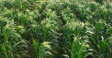 Corn plants in corn gardens in Indonesia Stock Photos